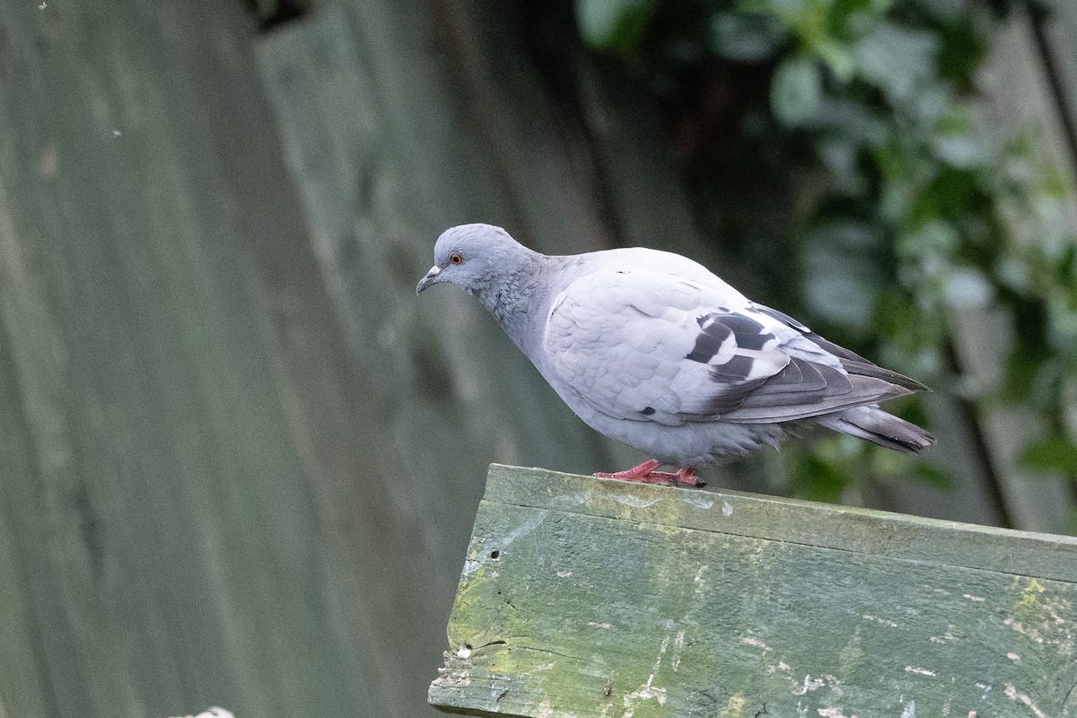 Rock Pigeon (Wild type) - ML474590861