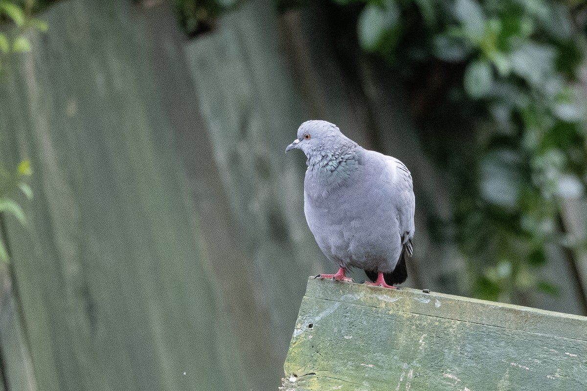Rock Pigeon (Wild type) - ML474590871