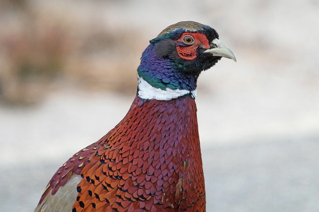 Ring-necked Pheasant - ML47459091