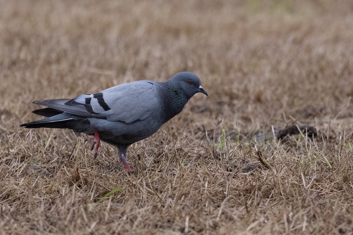 Rock Pigeon (Wild type) - Stephen Davies