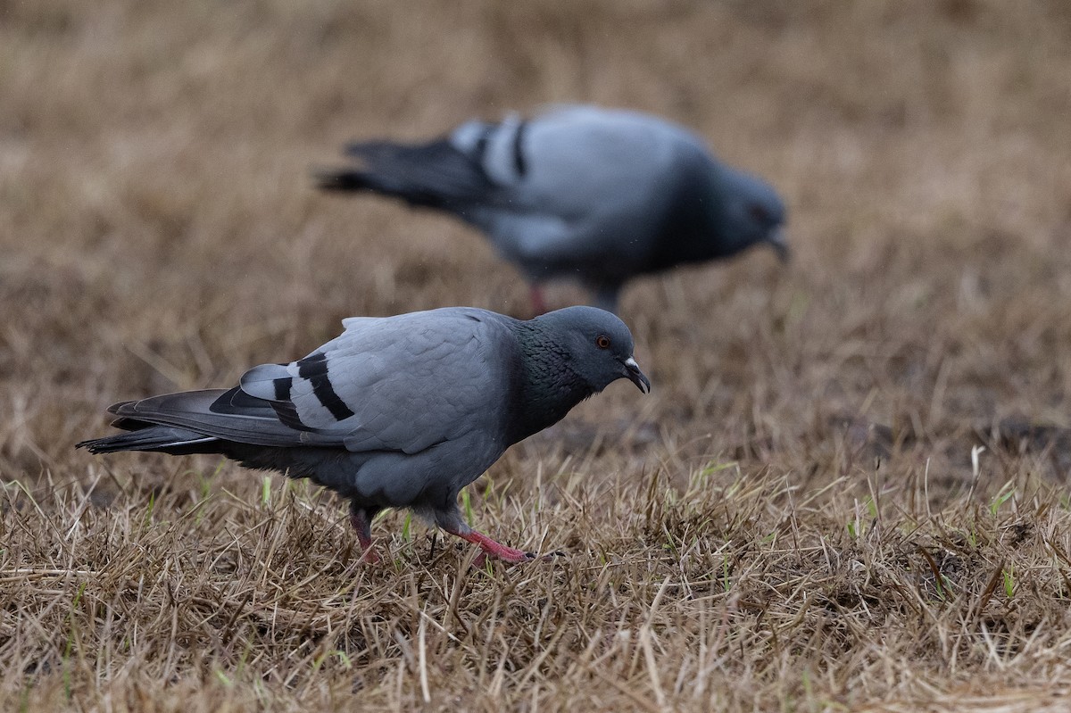 Rock Pigeon (Wild type) - ML474591251