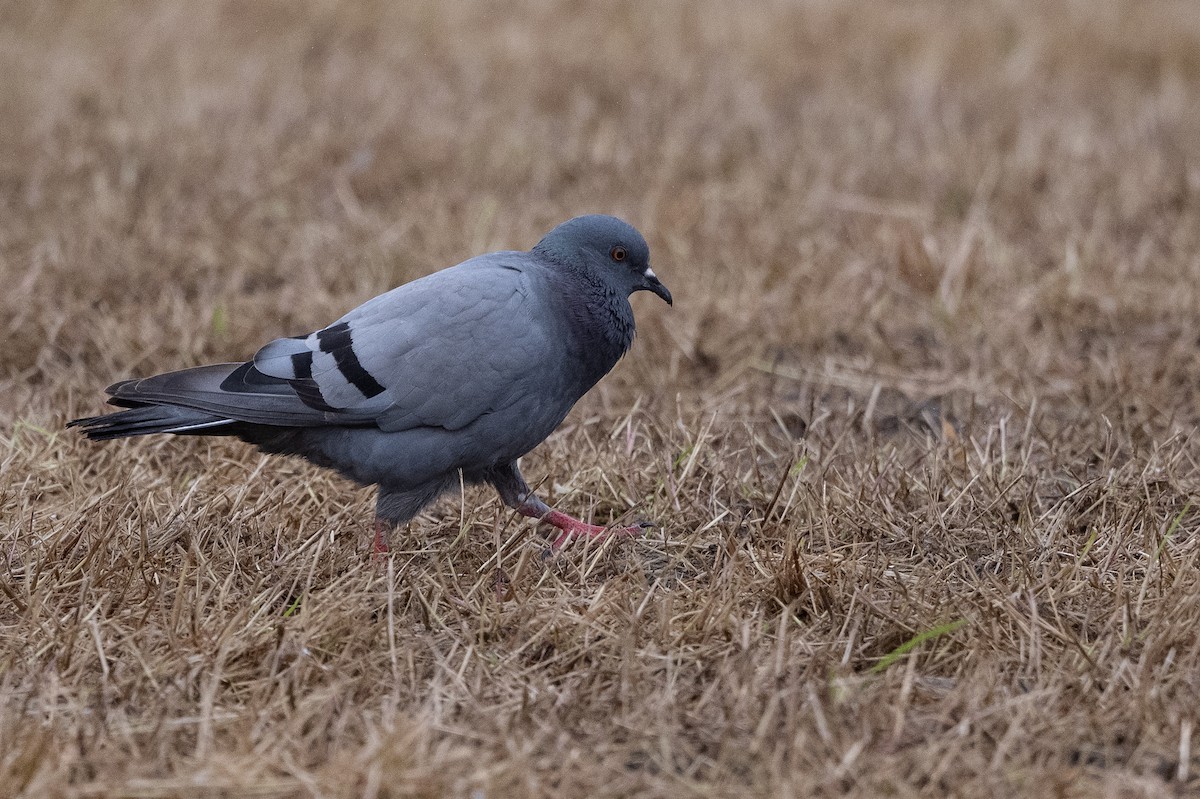 Rock Pigeon (Wild type) - ML474591261
