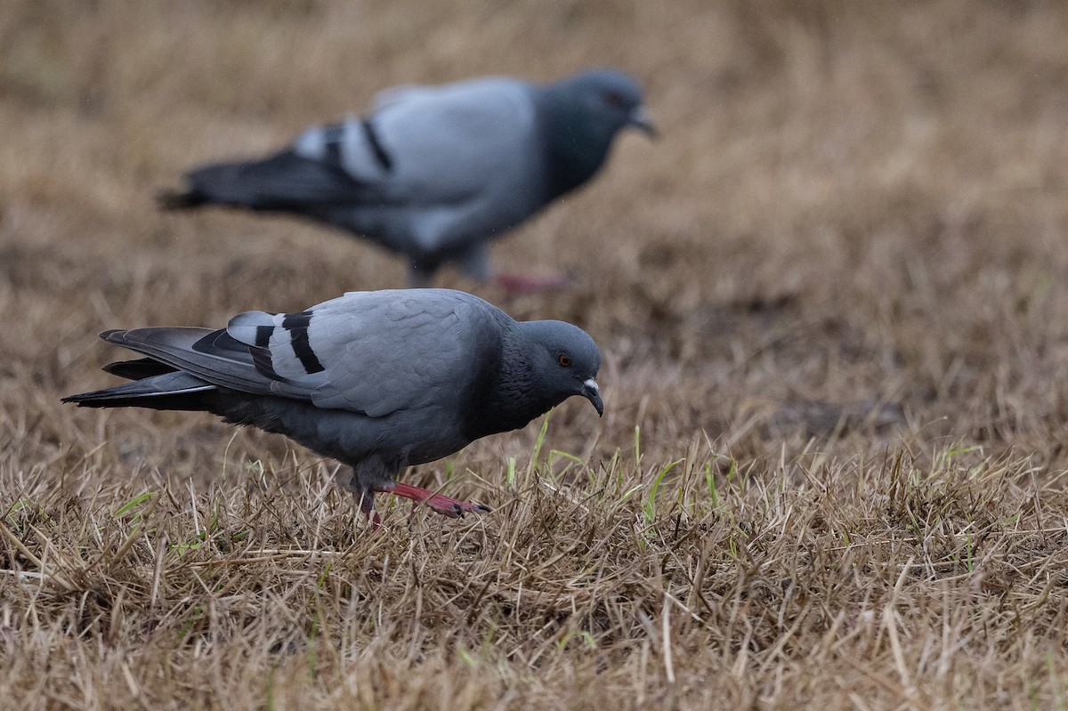 Rock Pigeon (Wild type) - ML474591271