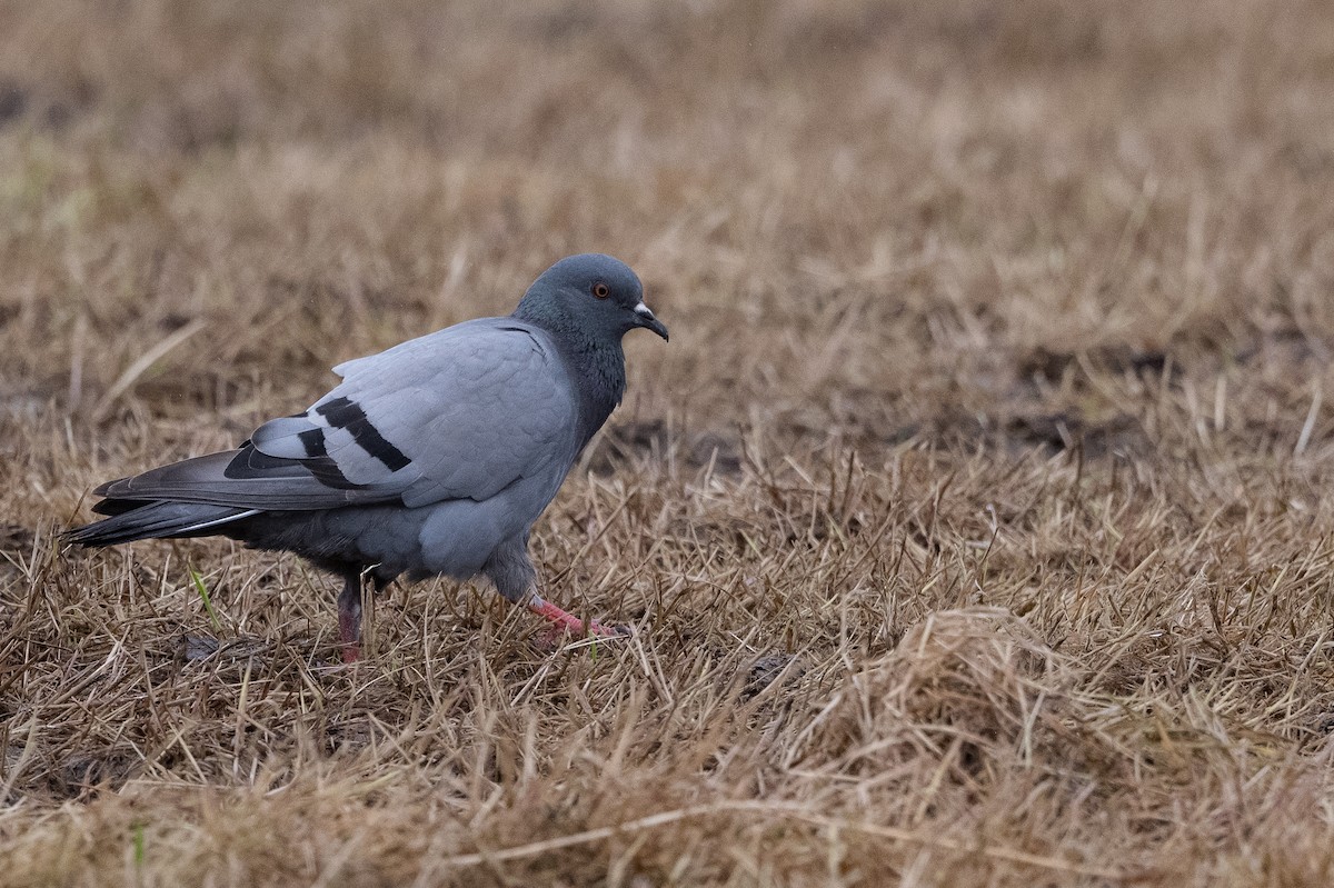 Rock Pigeon (Wild type) - ML474591281