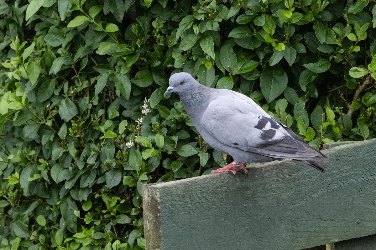 Rock Pigeon (Wild type) - Stephen Davies