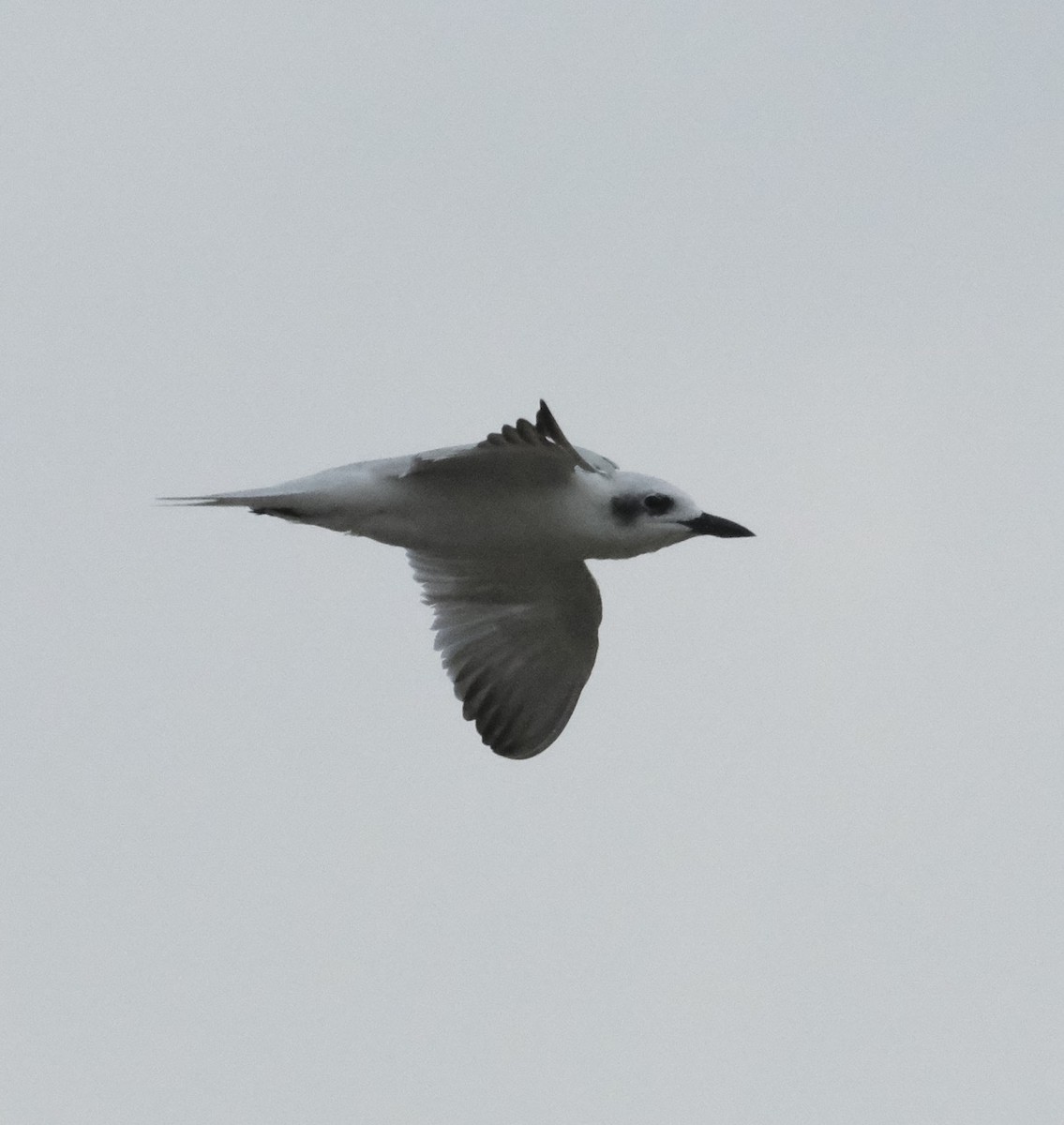Gull-billed Tern - ML474593891