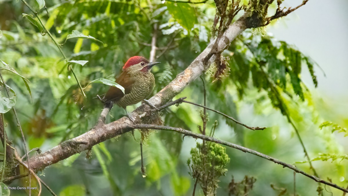 Golden-olive Woodpecker - ML474597471