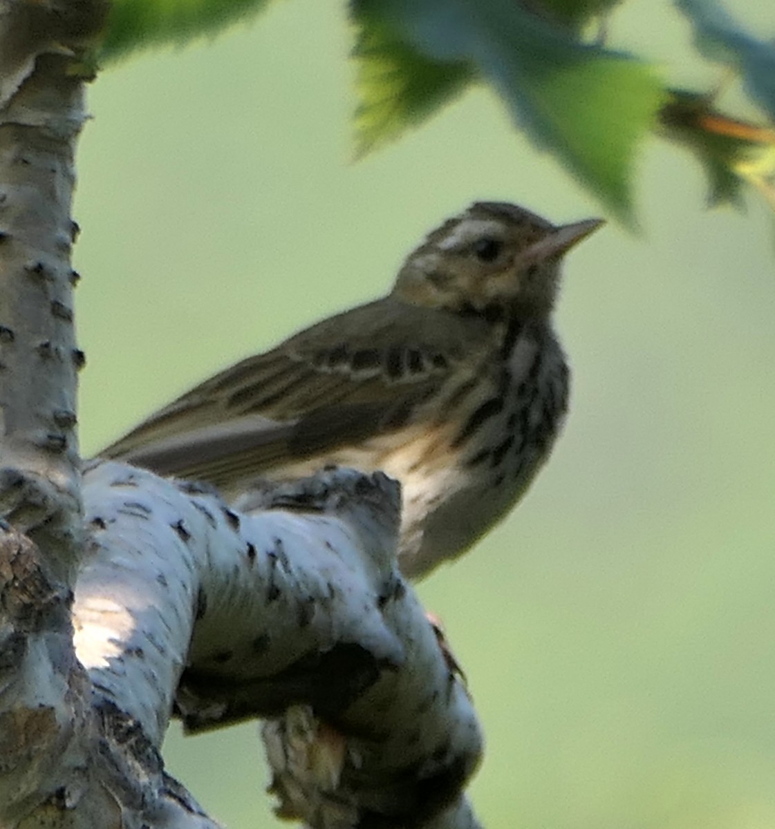 Olive-backed Pipit - ML474600401