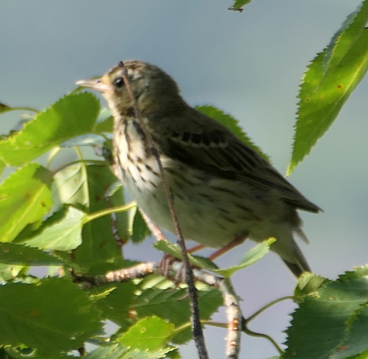 Olive-backed Pipit - ML474600421