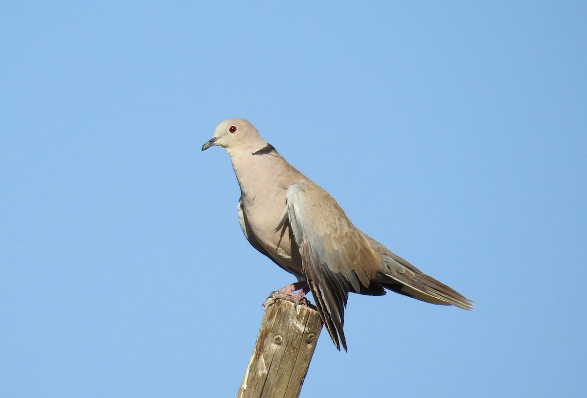 Eurasian Collared-Dove - ML474602931