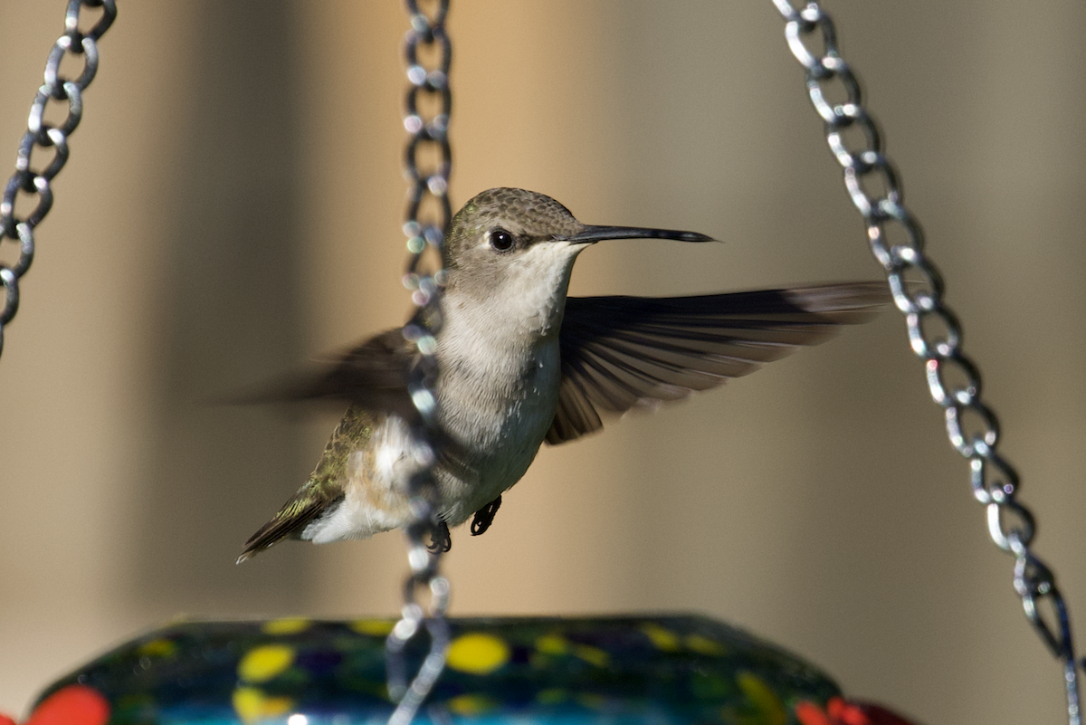 Black-chinned Hummingbird - ML474603481