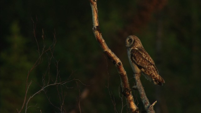 Short-eared Owl (Northern) - ML474606