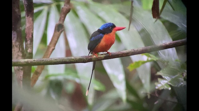 Red-breasted Paradise-Kingfisher - ML474608101