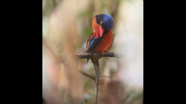 Red-breasted Paradise-Kingfisher - ML474608111