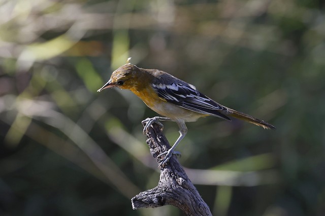 Bullock's Oriole - eBird