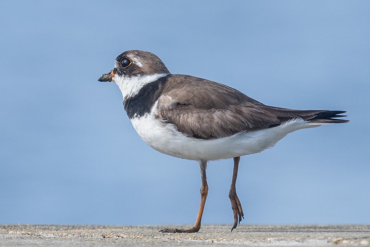 Semipalmated Plover - ML474617581
