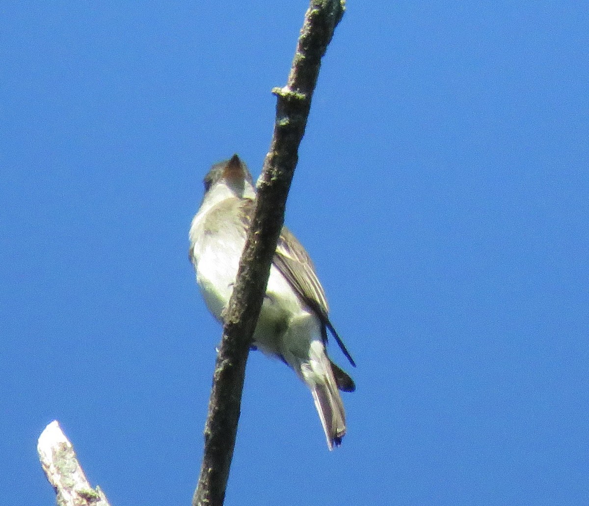 ML474618811 - Alder/Willow Flycatcher (Traill's Flycatcher) - Macaulay ...