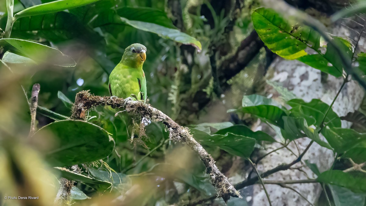 Blue-fronted Parrotlet - ML474618931