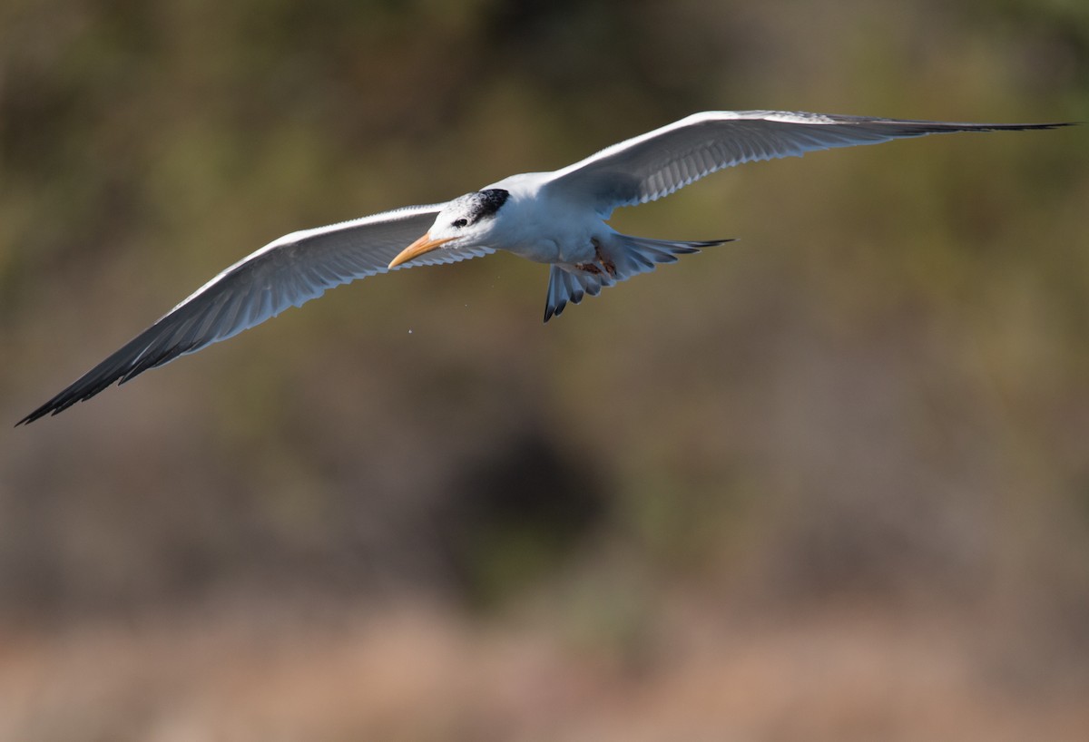 Royal Tern - Braxton Landsman