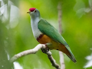  - Beautiful Fruit-Dove