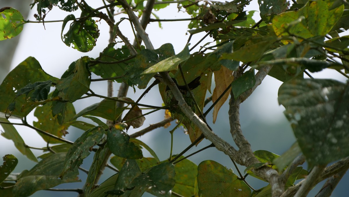 Rufous-tailed Hummingbird - Mike Grant