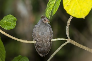New Guinea Megapode, ML474624881