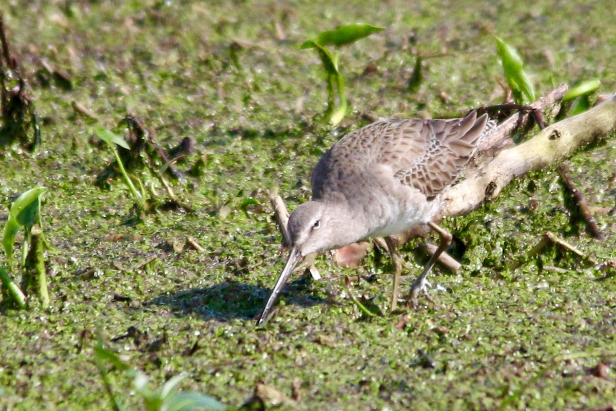Long-billed Dowitcher - Gustino Lanese