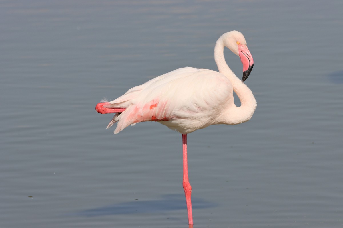 Greater Flamingo - Johannes Hogrefe