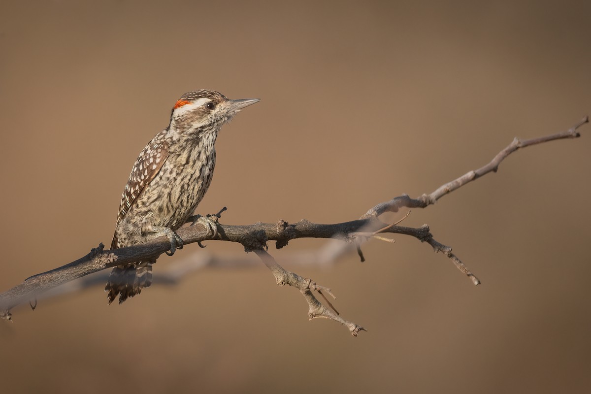 Checkered Woodpecker - ML474627661