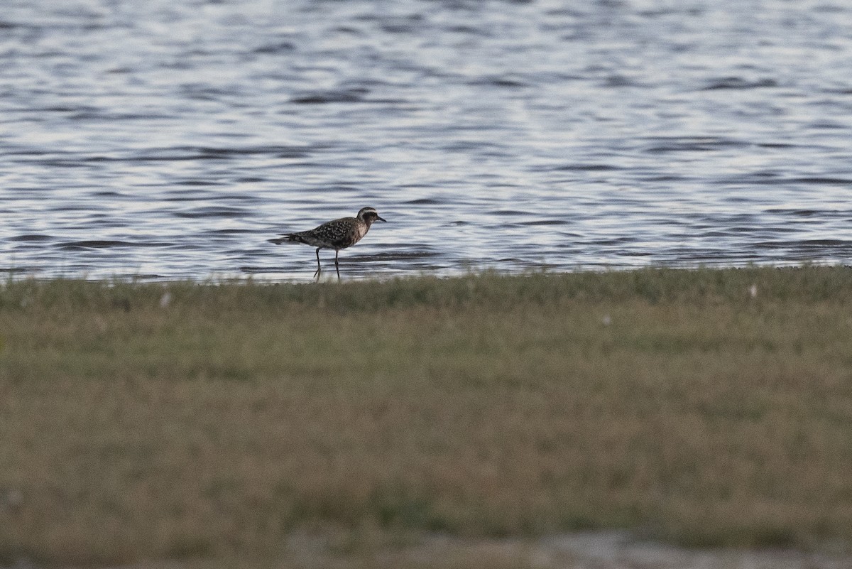 Ebird checklist 7 aug 2022 prime hook nwr prime hook beach rd