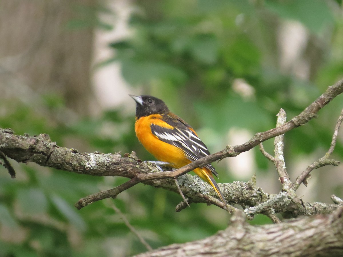 ML474631131 - Baltimore Oriole - Macaulay Library