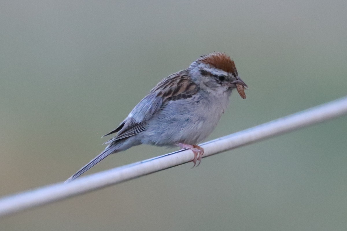 Chipping Sparrow - ML474632791