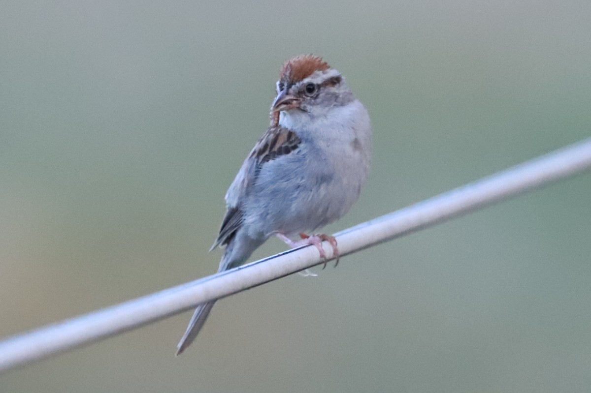 Chipping Sparrow - ML474632801
