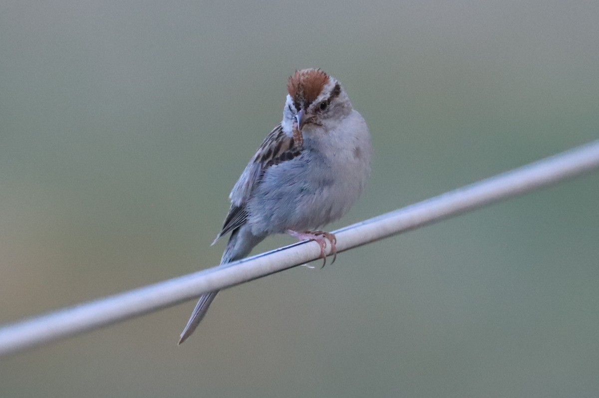 Chipping Sparrow - ML474632811