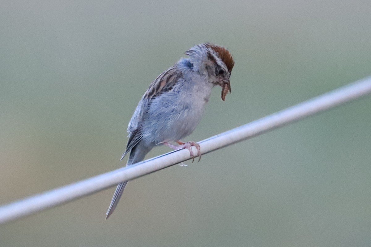 Chipping Sparrow - ML474632821