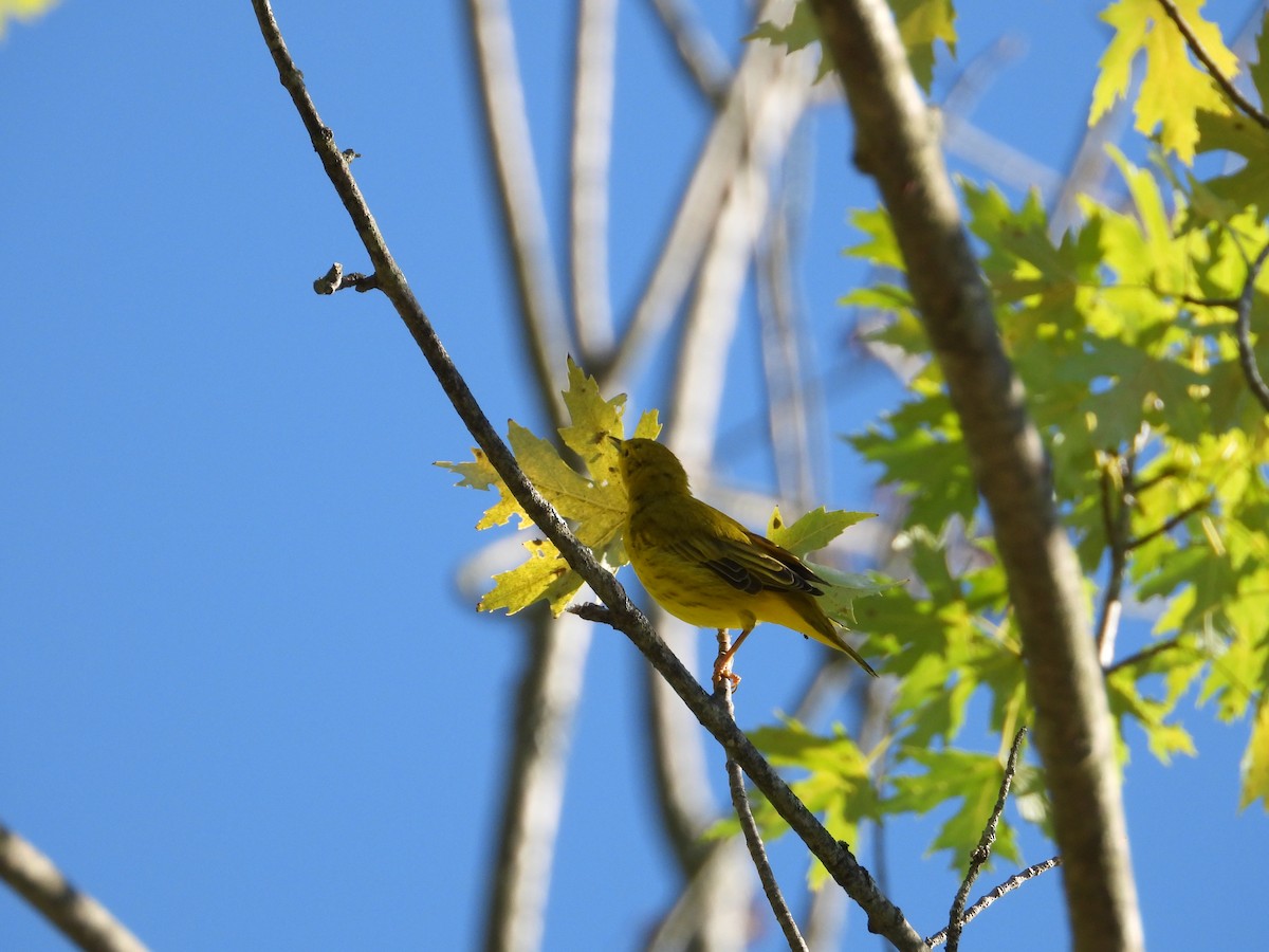 Yellow Warbler - ML474632941