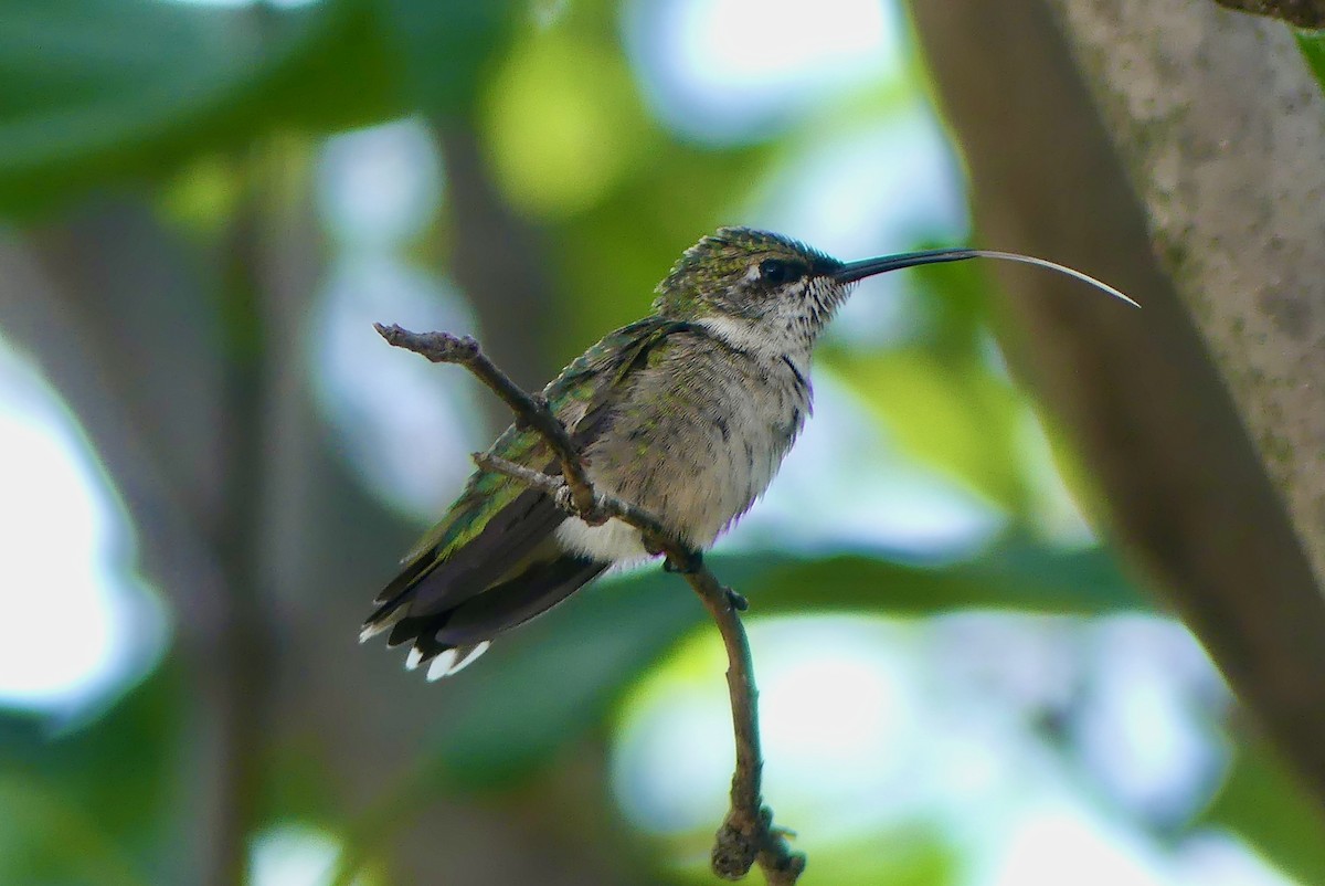 Ruby-throated Hummingbird - ML474632981