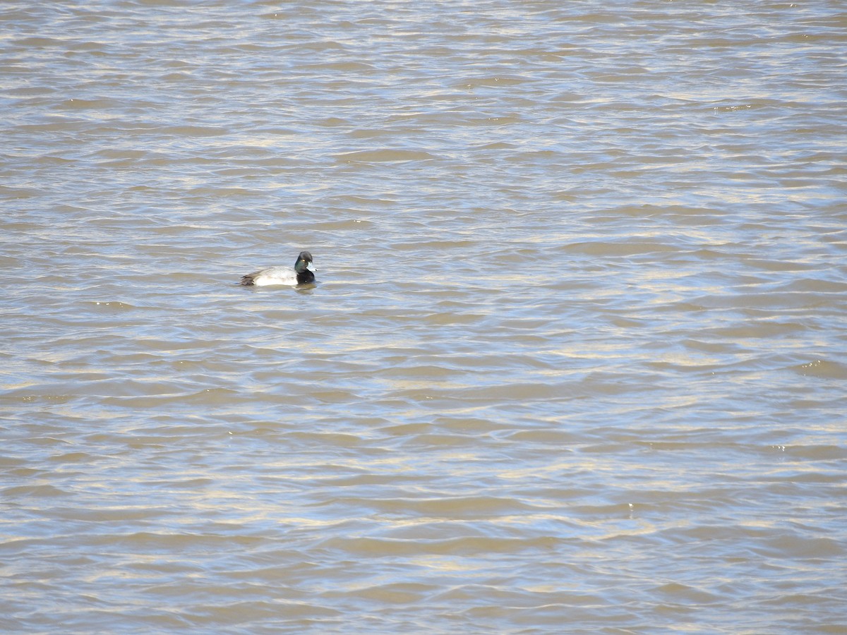 Greater Scaup - ML47463471