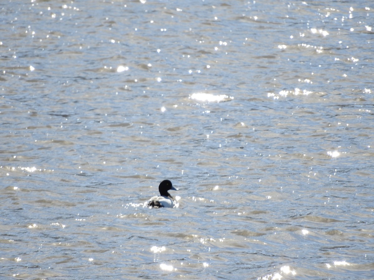 Greater Scaup - ML47463541
