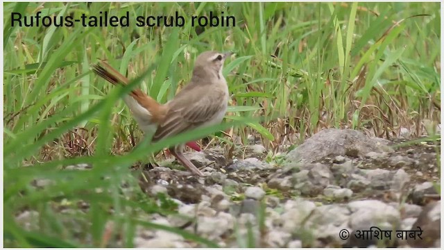 Rufous-tailed Scrub-Robin - ML474637111