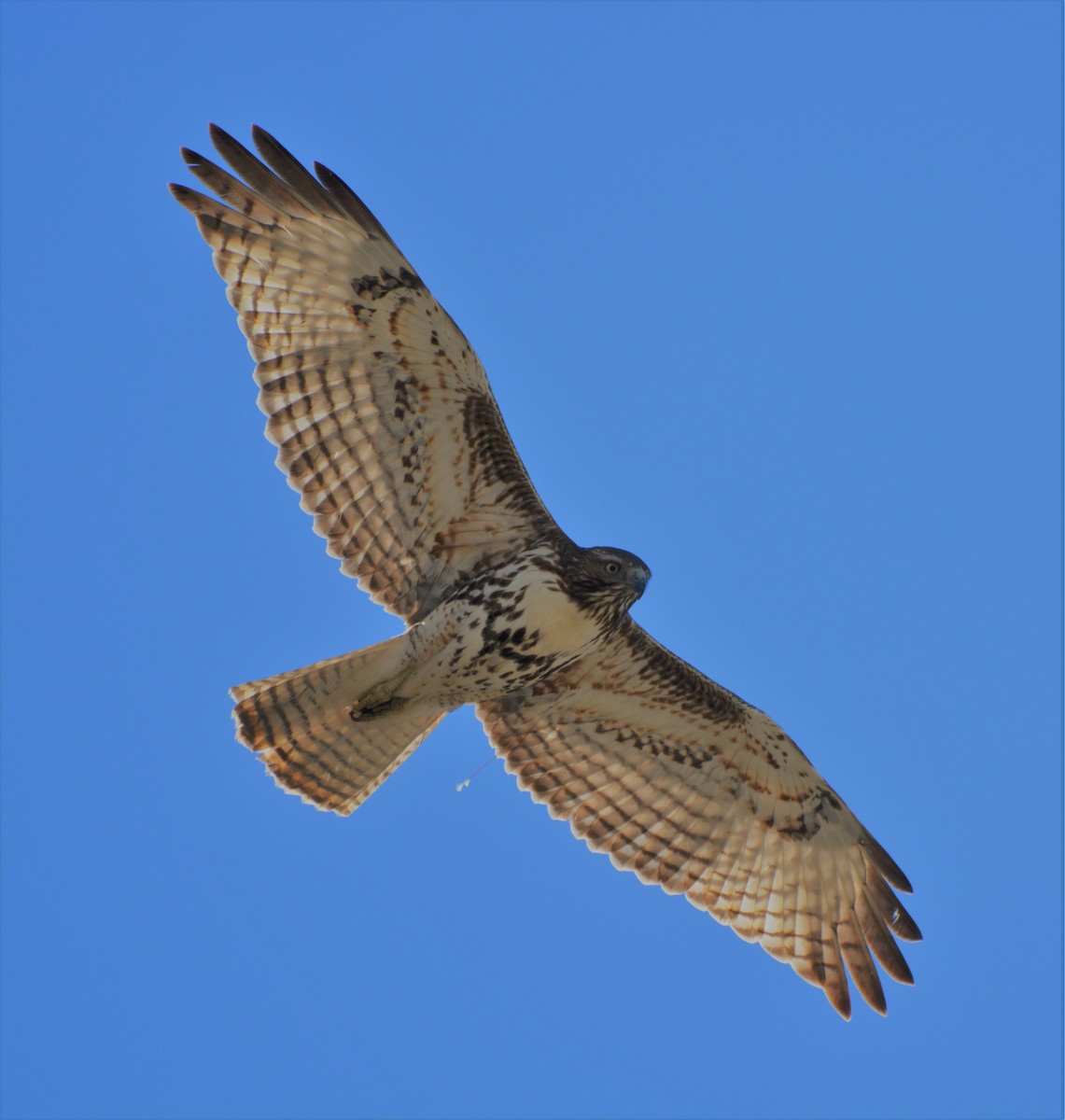 Red-tailed Hawk - ML47463851