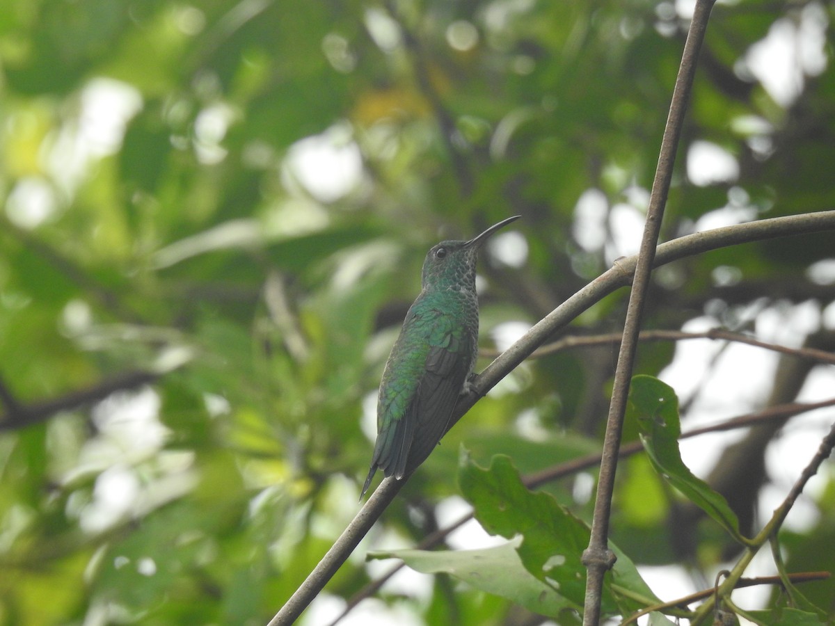 Shining-green Hummingbird - ML474644521