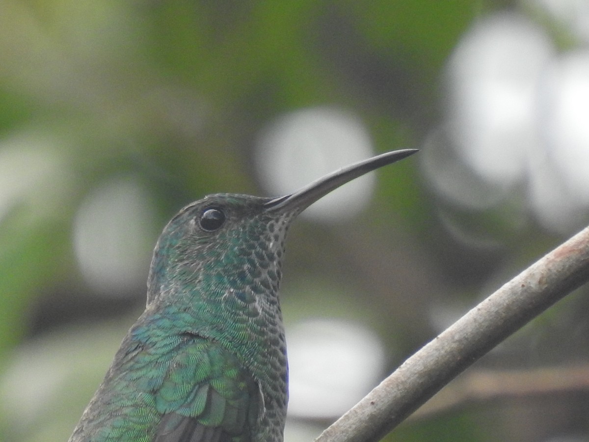 Shining-green Hummingbird - ML474644541