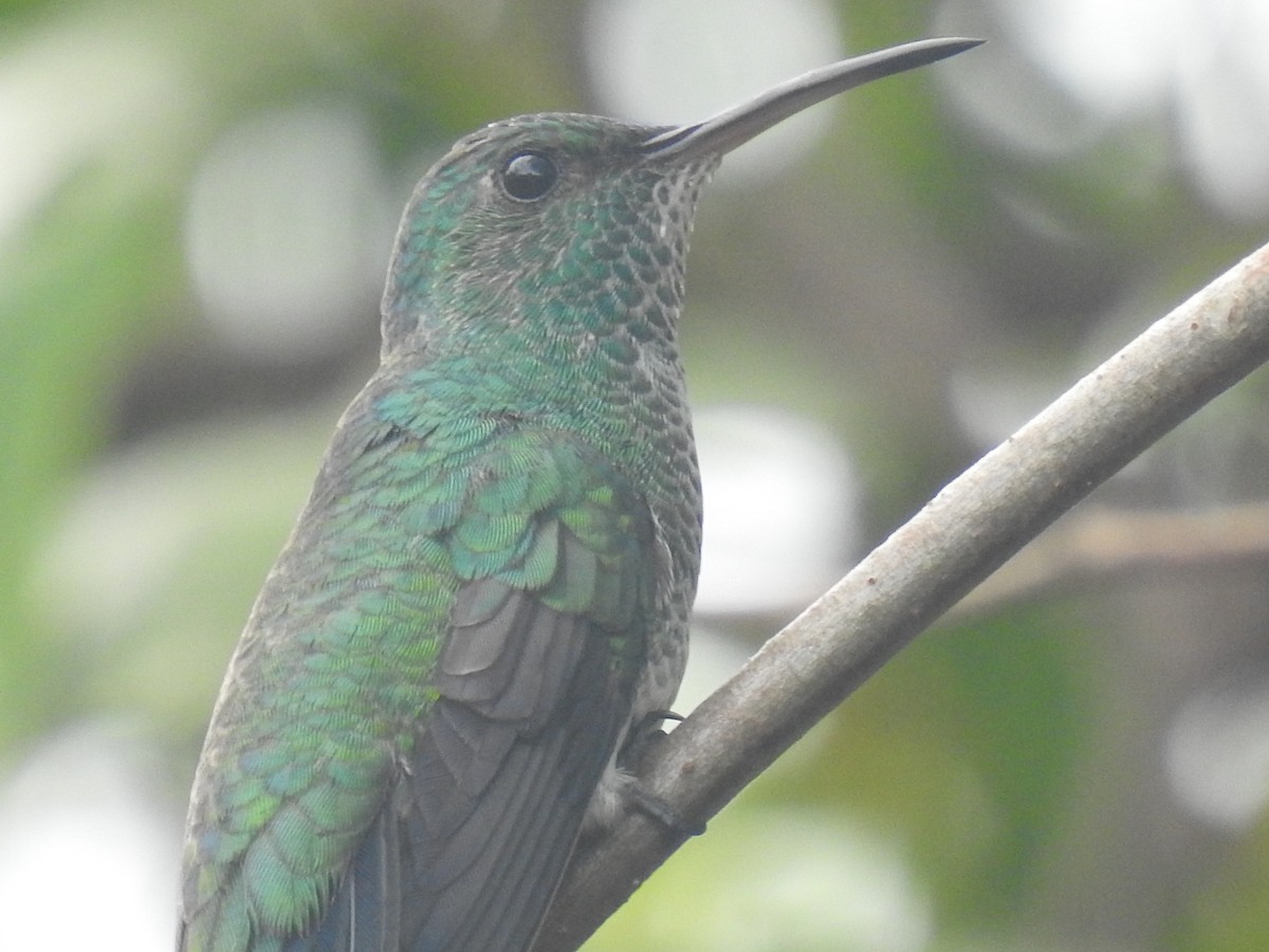 Shining-green Hummingbird - ML474644551