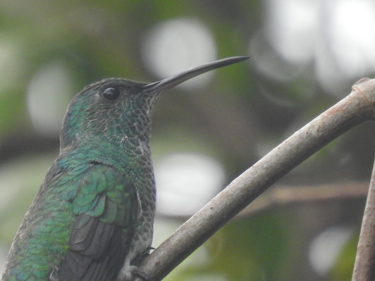 Shining-green Hummingbird - ML474644561