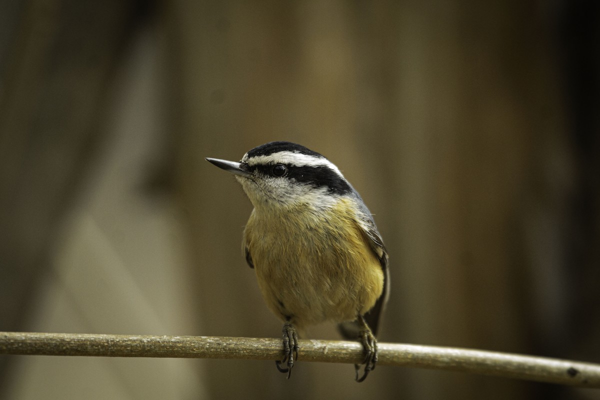 Red-breasted Nuthatch - ML474645851