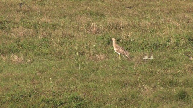 Double-striped Thick-knee - ML474646
