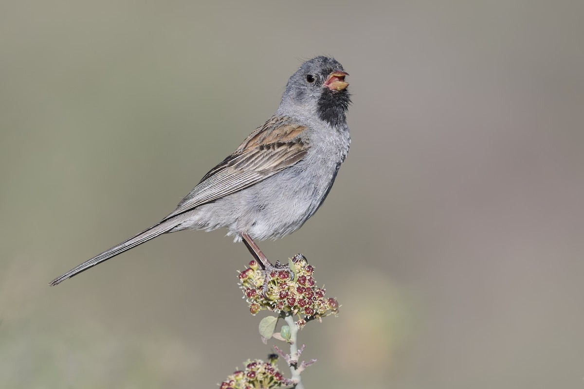 Black-chinned Sparrow - Sharif Uddin