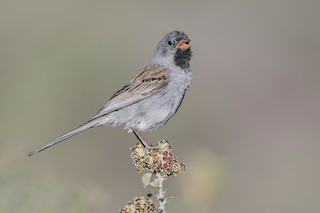 Black-chinned Sparrow