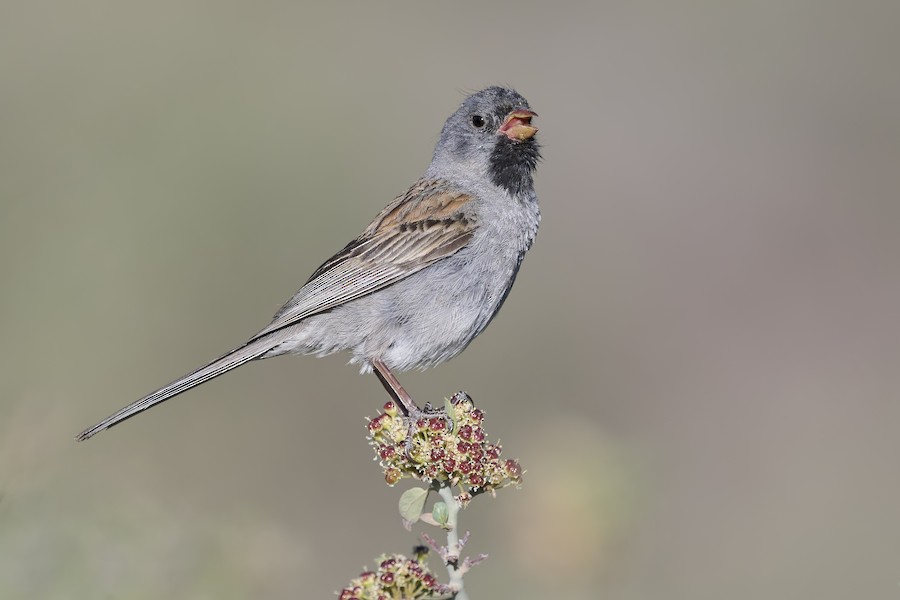 Black-chinned Sparrow